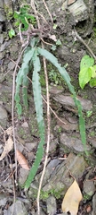 Pteris longipinna