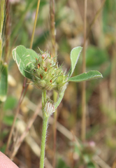 Trifolium spumosum