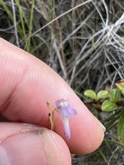 Utricularia amethystina