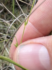 Utricularia amethystina