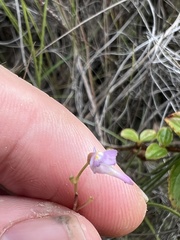 Utricularia amethystina