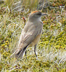 Muscisaxicola capistratus