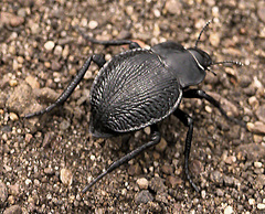 Nyctelia multicristrata