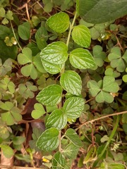 Scutellaria tashiroi