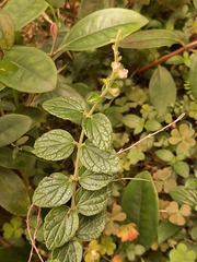 Scutellaria tashiroi