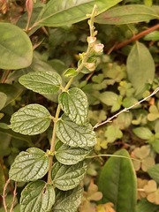 Scutellaria tashiroi