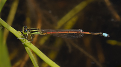 Ischnura aurora aurora