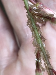 Macrosiphum gaurae
