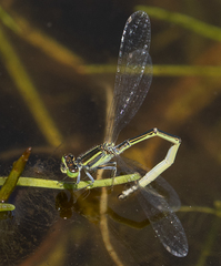 Ischnura aurora aurora