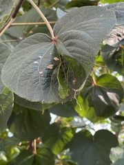 Phaneropterinae