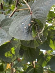 Phaneropterinae