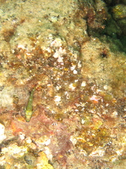 Helcogramma decurrens