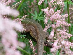 Lacerta viridis