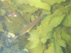 Austrolabrus maculatus