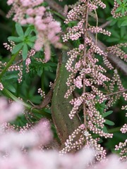 Lacerta viridis