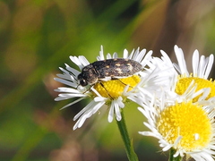Acmaeoderella flavofasciata