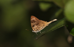 Bindahara phocides