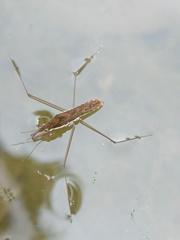 Gerris gracilicornis