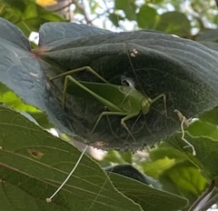 Phaneropterinae