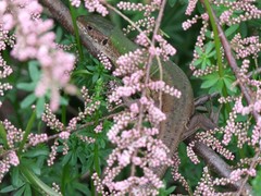 Lacerta viridis
