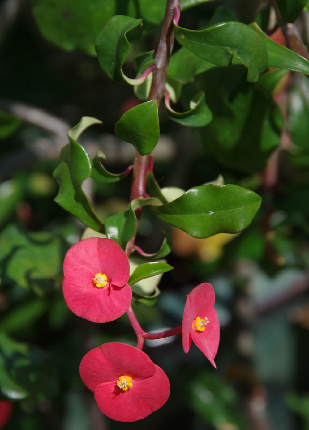 Euphorbia geroldii