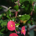 Euphorbia geroldii - Photo (c) Russell Cumming, algunos derechos reservados (CC BY-NC), subido por Russell Cumming