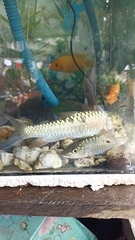 Neolissochilus thienemanni