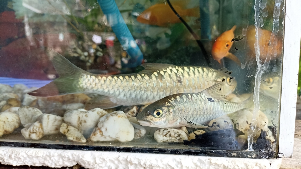 Toba mahseer (Neolissochilus thienemanni) — Cyprinidae
