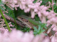 Lacerta viridis