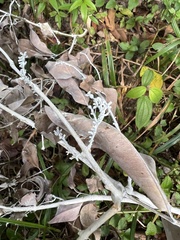 Brunneocorticium corynecarpon