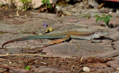 Sack's Spotted Whiptail photo 4