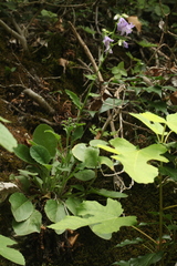 Campanula sibirica elatior