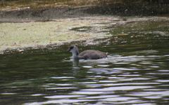 Fulica armillata