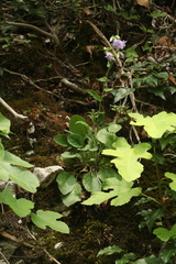 Campanula sibirica elatior