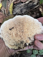 Trametes tenuis