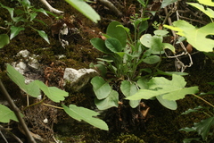 Campanula sibirica elatior