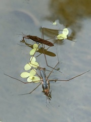 Gerris gracilicornis