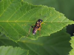 Macrophya postica