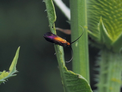Nemophora cupriacella