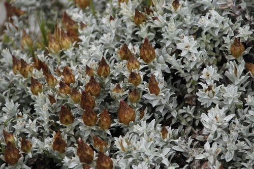 Image of Helichrysum retortum by (c) Tony Rebelo, some rights reserved (CC BY-SA)