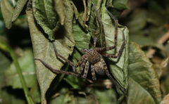 Heteropodinae