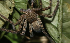 Heteropodinae
