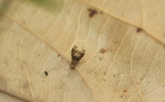 Homoneura trypetoptera