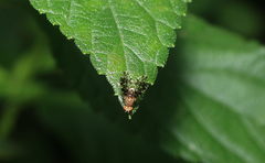 Homoneura trypetoptera