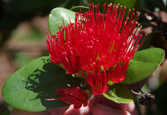 Xanthostemon fruticosus