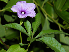 Ipomoea hochstetteri