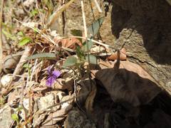 Viola japonica