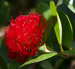 Xanthostemon fruticosus