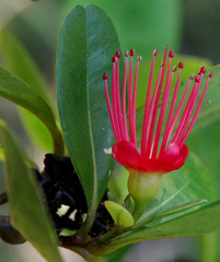Xanthostemon fruticosus