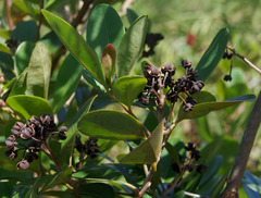 Xanthostemon fruticosus